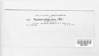 Puccinia recondita image